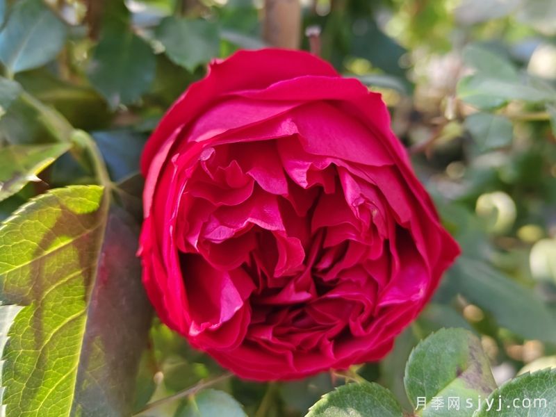红色龙沙宝石月季/红龙月季Red Eden(图3)