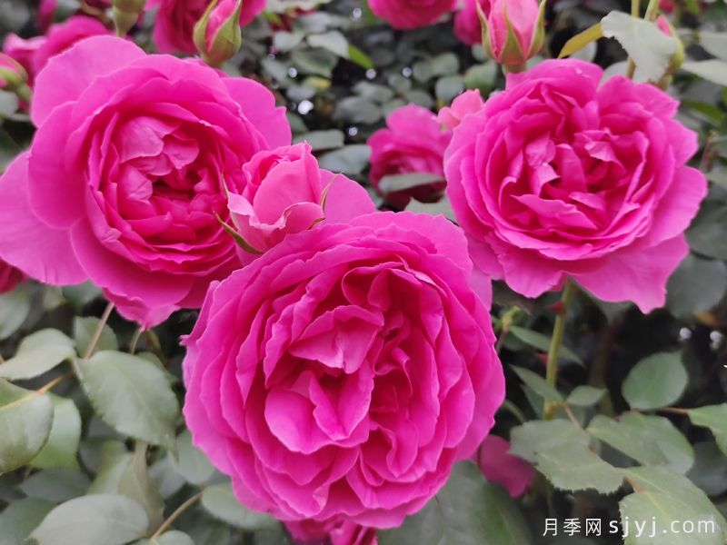 大游行月季Parade(图1)
