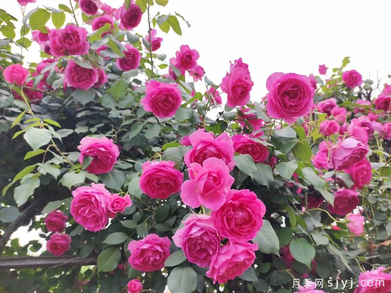 大游行月季Parade(图7)
