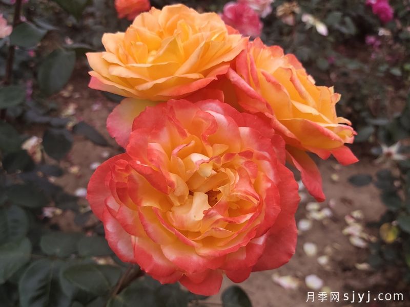 光谱月季Spectra(图4)