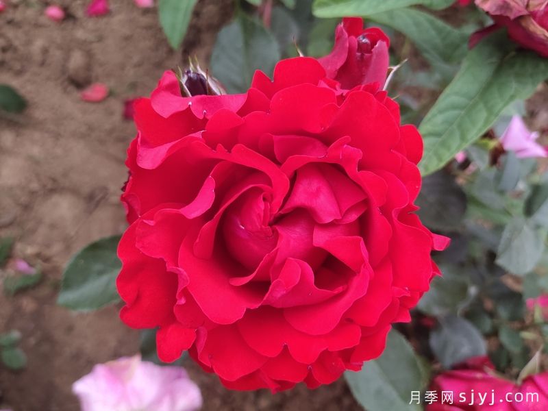 御用马车月季Parkdirektor Riggers(图6) 御用马车月季Parkdirektor Riggers(图6)