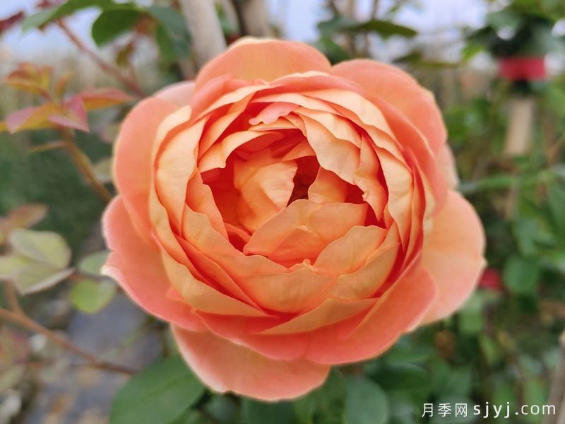 夏洛特夫人月季/夏洛特女郎Lady of Shalott(图1) 夏洛特夫人月季/夏洛特女郎Lady of Shalott(图1)