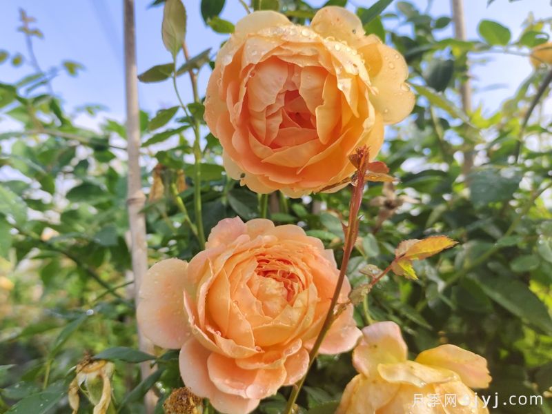 夏洛特夫人月季/夏洛特女郎Lady of Shalott(图3) 夏洛特夫人月季/夏洛特女郎Lady of Shalott(图3)