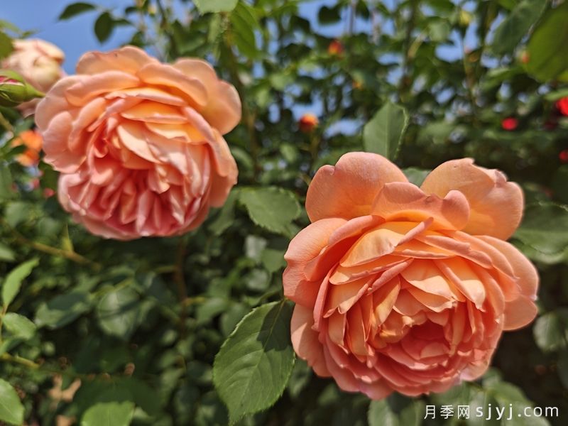 夏洛特夫人月季/夏洛特女郎Lady of Shalott(图4) 夏洛特夫人月季/夏洛特女郎Lady of Shalott(图8)