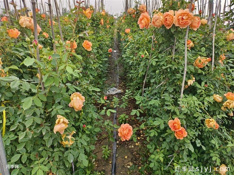 夏洛特夫人月季/夏洛特女郎Lady of Shalott(图5) 夏洛特夫人月季/夏洛特女郎Lady of Shalott(图5)