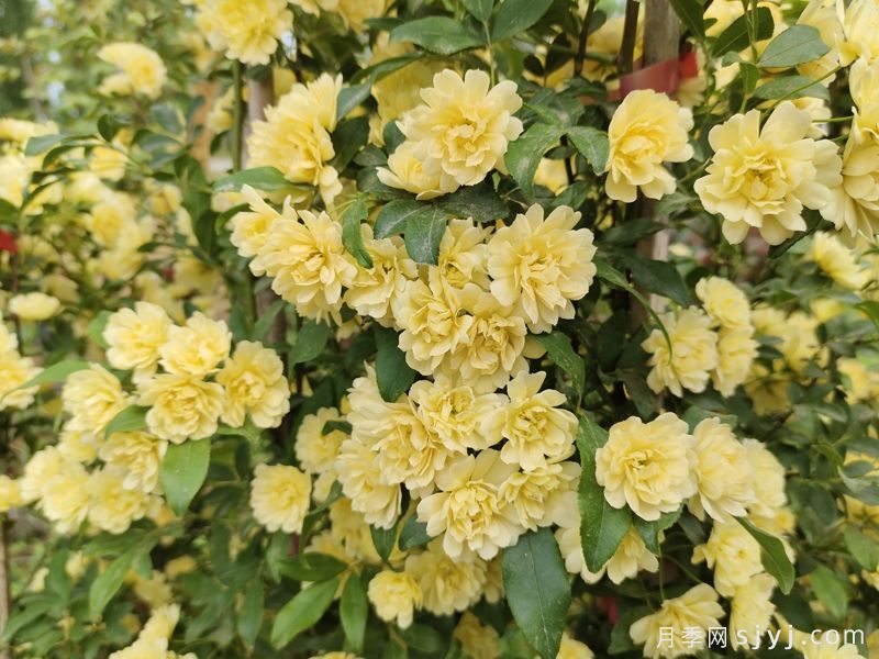 黄木香蔷薇(图1)