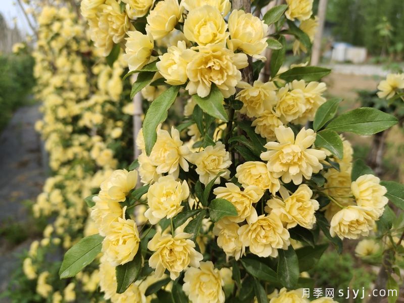 黄木香蔷薇(图2)