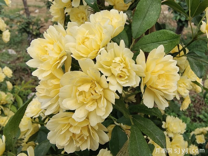 黄木香蔷薇(图4)