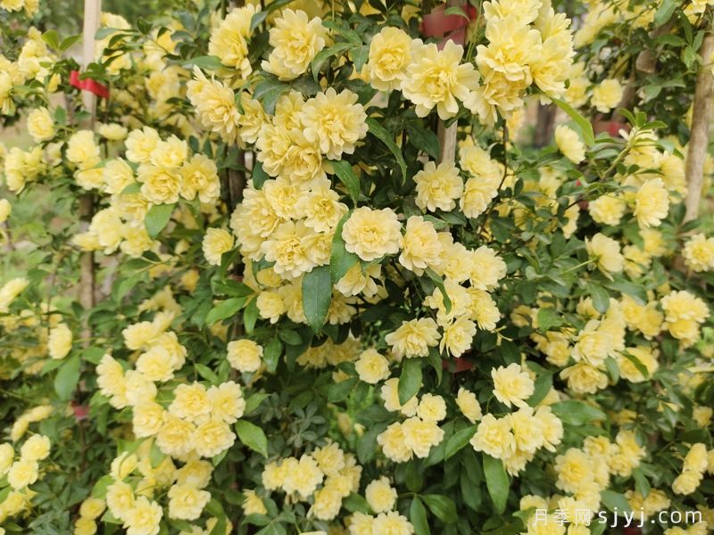 黄木香蔷薇(图5)