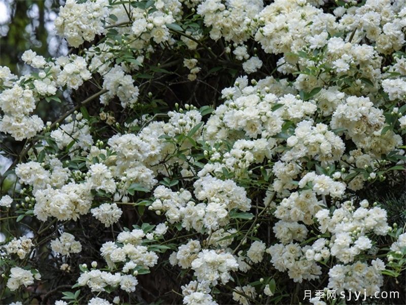 白木香蔷薇(图1)
