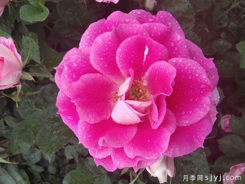 仙境月季Carefree Wonder(图1) 仙境月季Carefree Wonder(图1)