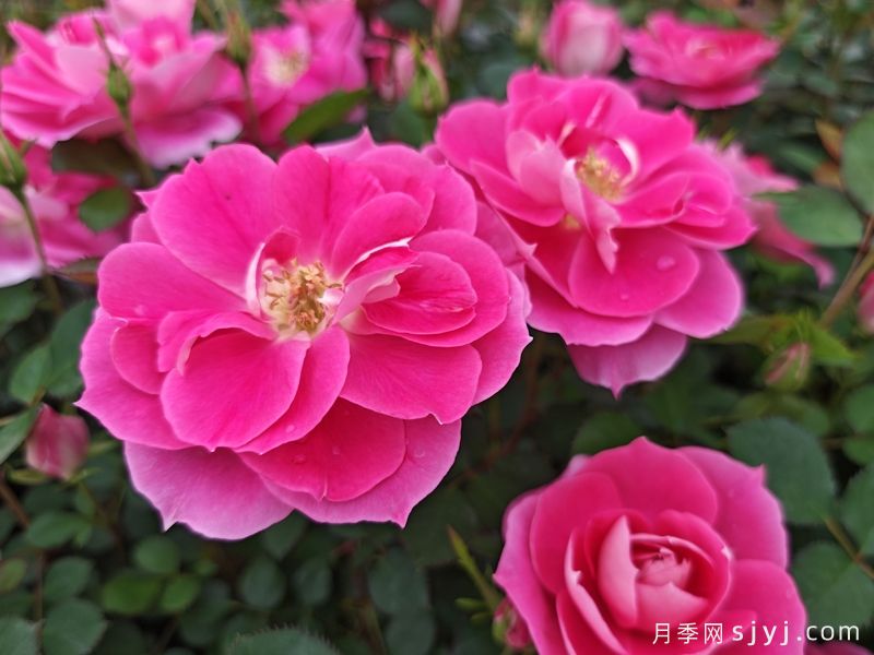 仙境月季Carefree Wonder(图3) 仙境月季Carefree Wonder(图3)