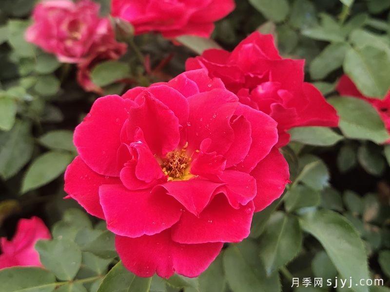 红帽子月季/红帽Red Cap(图1)
