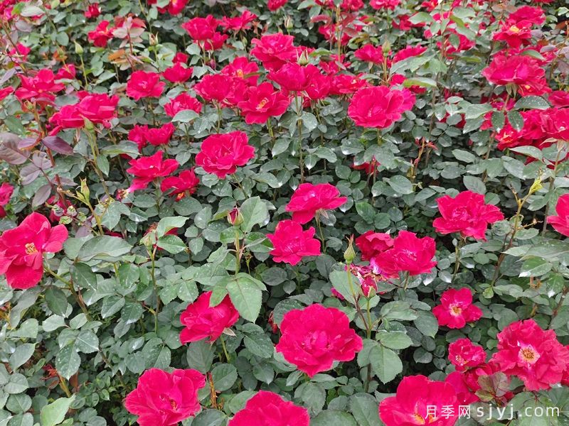 红帽子月季/红帽Red Cap(图3)