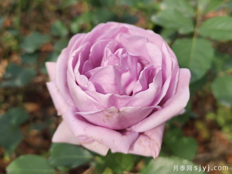 蓝色风暴月季/暗恋的心Shinoburedo(图3)
