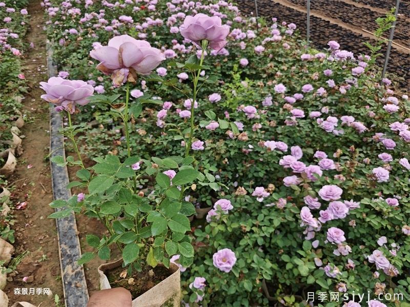 蓝色风暴月季/暗恋的心Shinoburedo(图4)