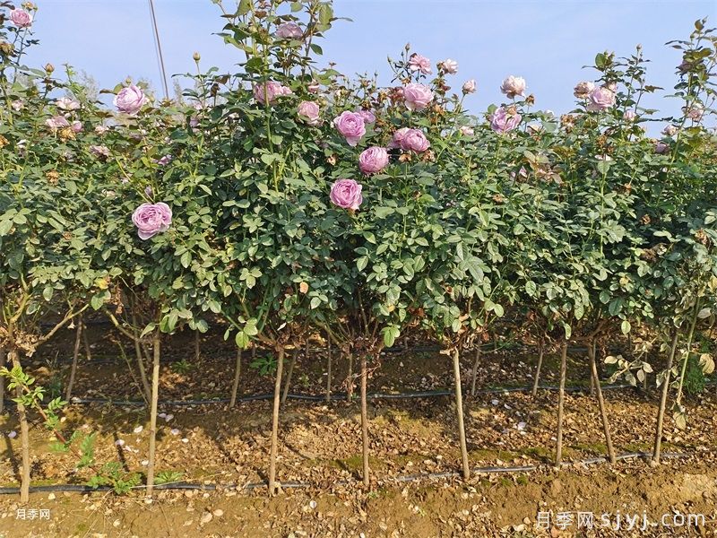 蓝色风暴月季/暗恋的心Shinoburedo(图5)
