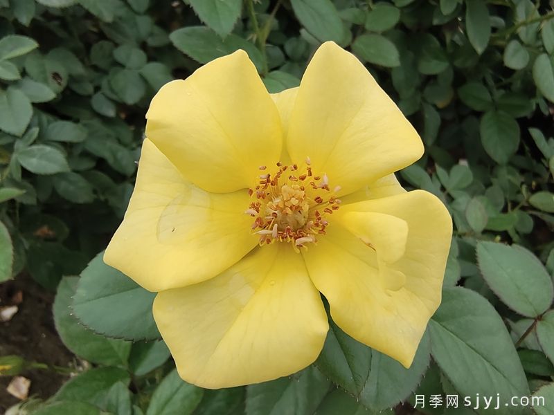 欢笑月季Bright Smile(图3)