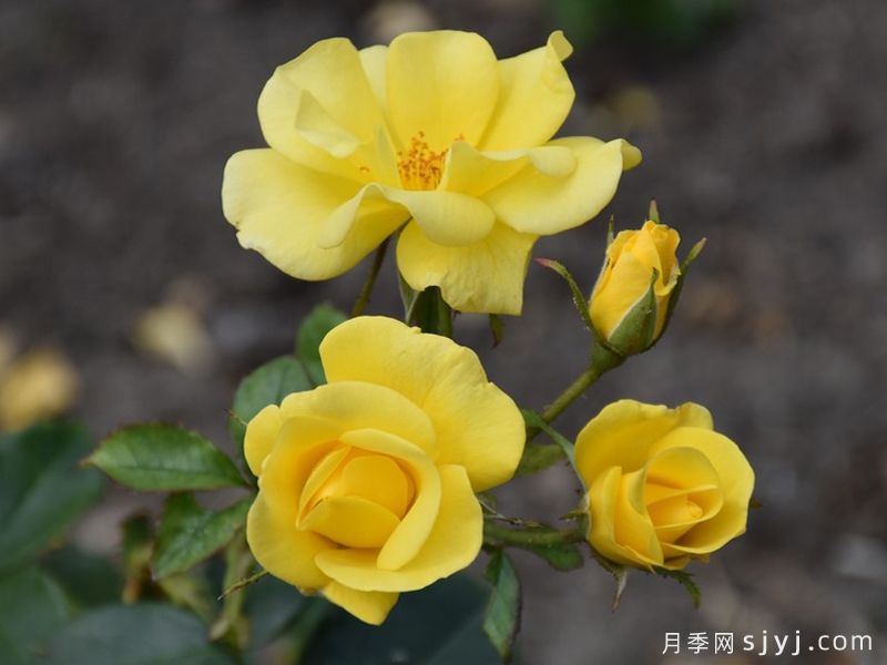 欢笑月季Bright Smile(图6)