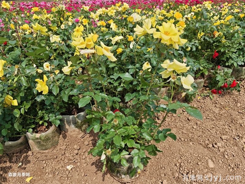 欢笑月季Bright Smile(图4)