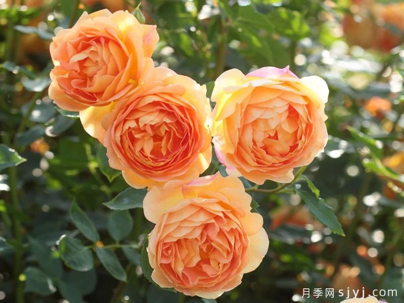 夏洛特夫人月季/夏洛特女郎Lady of Shalott(图2) 夏洛特夫人月季/夏洛特女郎Lady of Shalott(图2)