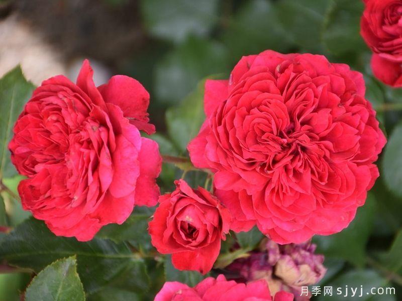 红色达芬奇月季/红达月季Red Leonardo da Vinci(图6) 红色达芬奇月季/红达月季Red Leonardo da Vinci(图6)