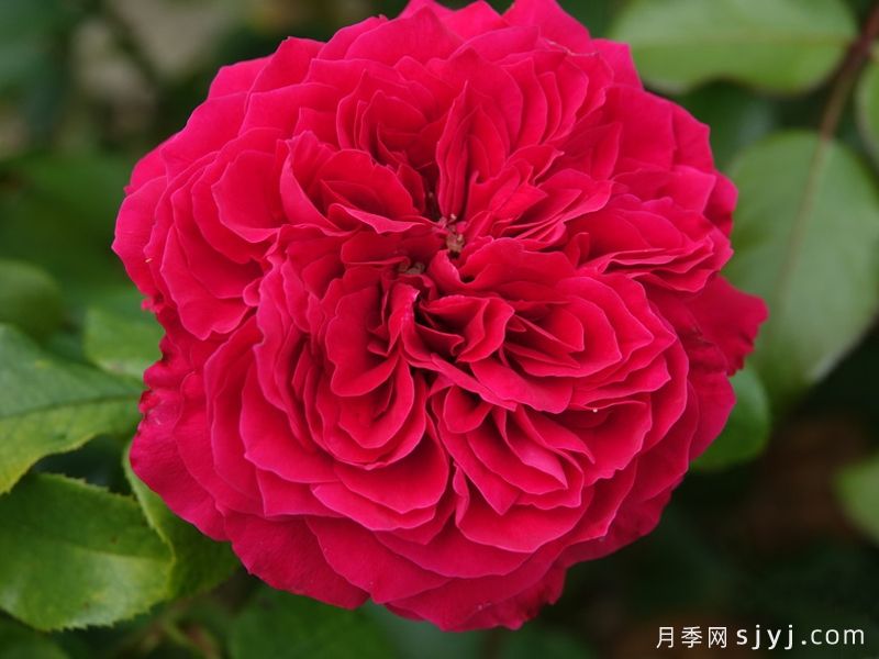 红色达芬奇月季/红达月季Red Leonardo da Vinci(图2) 红色达芬奇月季/红达月季Red Leonardo da Vinci(图2)