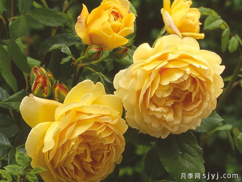 黄金庆典月季/金色庆典Golden Celebration(图2)