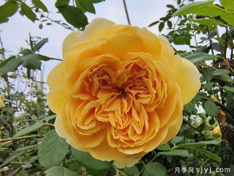 黄金庆典月季/金色庆典Golden Celebration(图4)