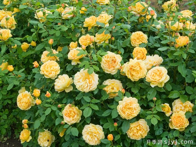 黄金庆典月季/金色庆典Golden Celebration(图5)