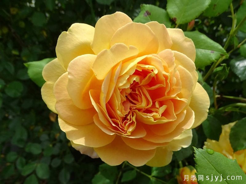 黄金庆典月季/金色庆典Golden Celebration(图6)