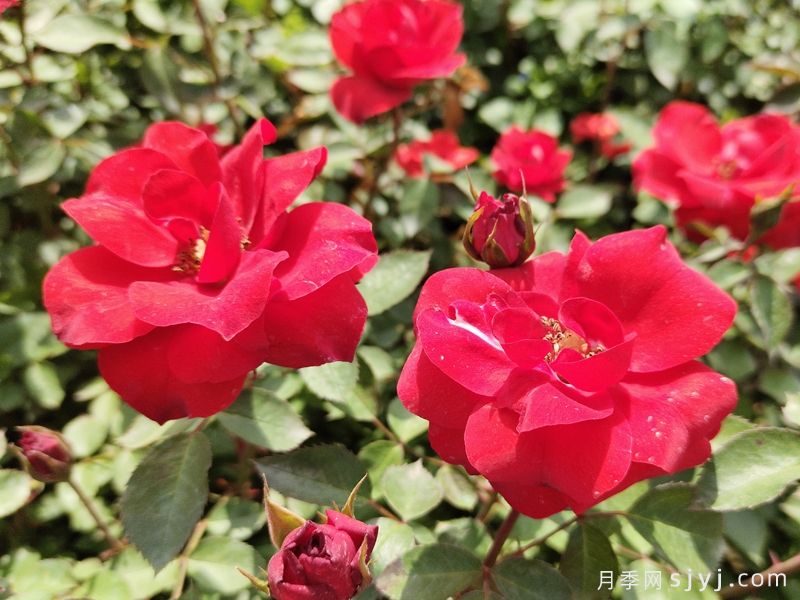 北京红月季(图2)