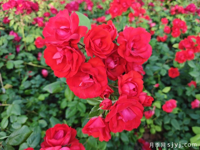 北京红月季(图4)