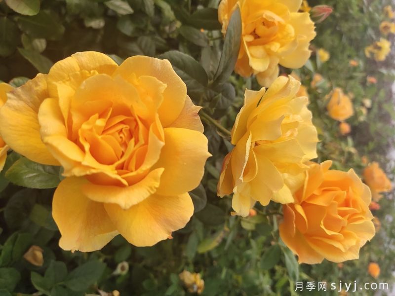 黄从容月季/黄丛蓉Yellow Leisure Liness(图8)