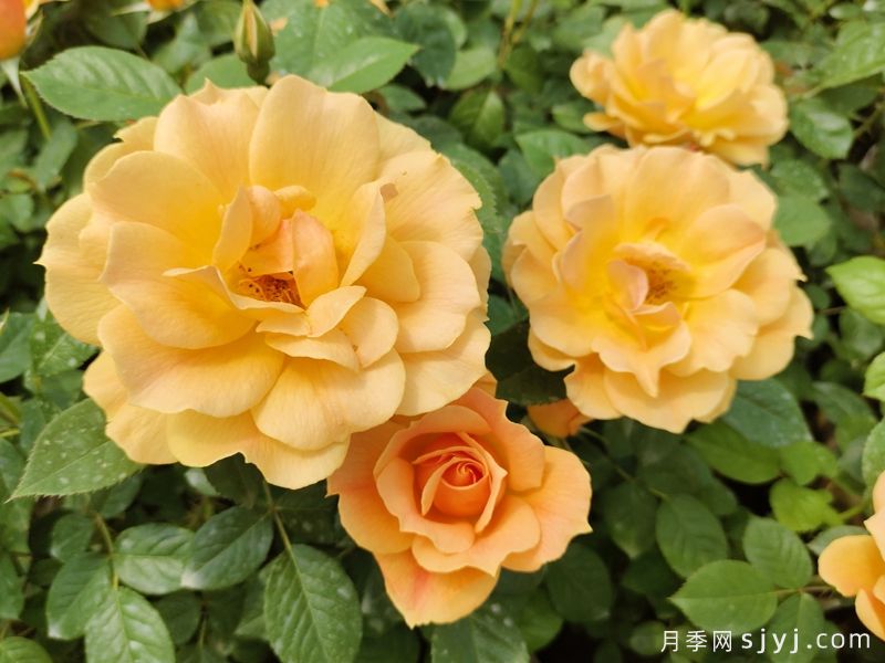 黄从容月季/黄丛蓉Yellow Leisure Liness(图2)