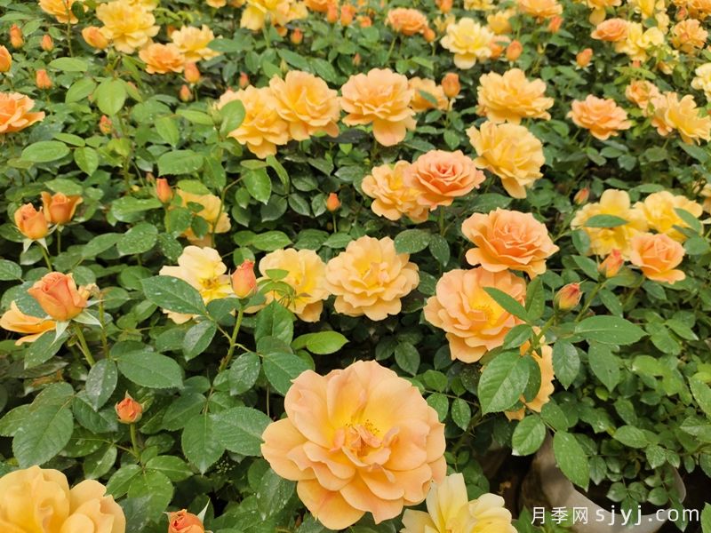 黄从容月季/黄丛蓉Yellow Leisure Liness(图4)