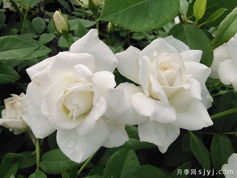 冰山月季Ice Berg(图6)