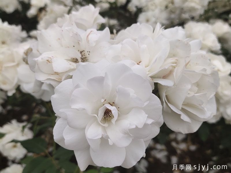 冰山月季Ice Berg(图8)