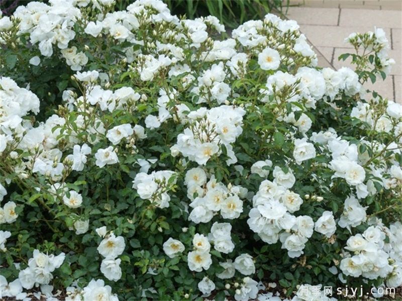 直立冰山月季Shrub Iceberg(图1) 直立冰山月季Shrub Iceberg(图1)