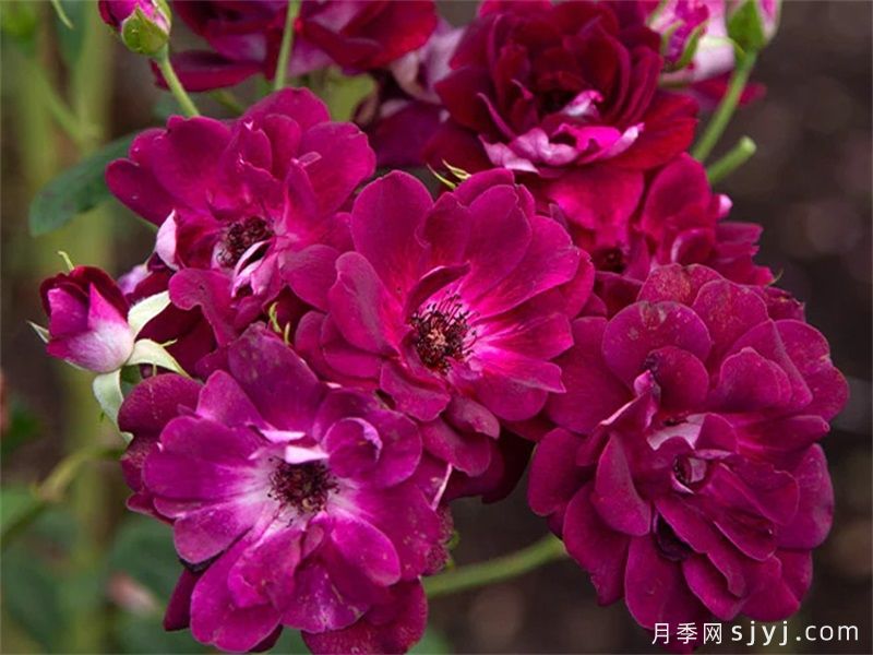 葡萄冰山月季Burgundy Iceberg(图3)