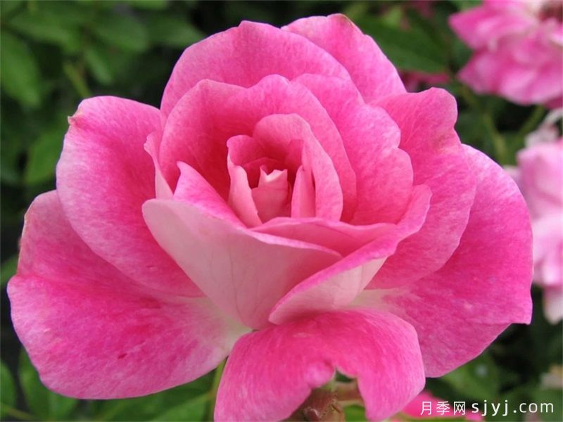 腮红冰山月季Blushing Icebrg(图1)