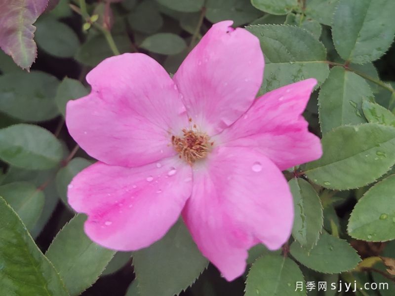 杏花村月季Betty Prior(图2)