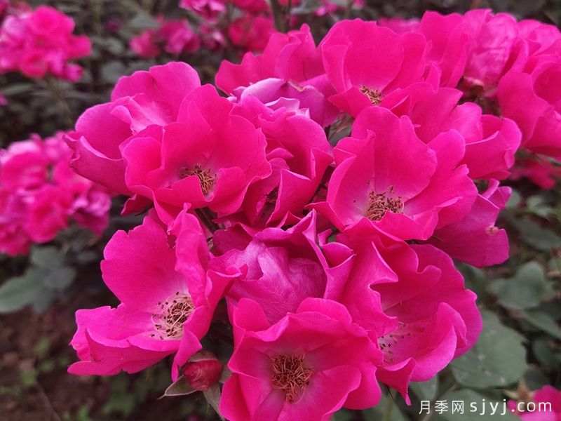 小桃红月季Marjorie Fair(图3) 小桃红月季Marjorie Fair(图3)
