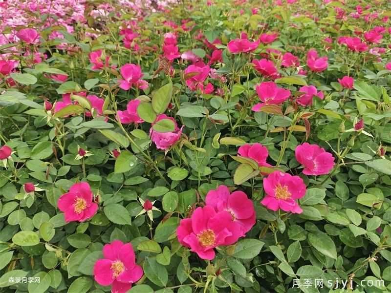 小桃红月季Marjorie Fair(图4) 小桃红月季Marjorie Fair(图4)