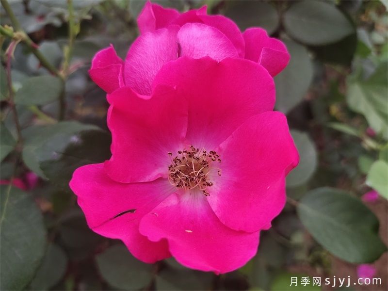 小桃红月季Marjorie Fair(图5) 小桃红月季Marjorie Fair(图5)