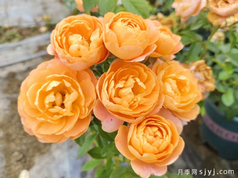 果汁阳台月季Juicy Terrazza(图2) 果汁阳台月季Juicy Terrazza(图2)