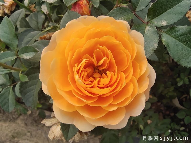 果汁阳台月季Juicy Terrazza(图1) 果汁阳台月季Juicy Terrazza(图1)