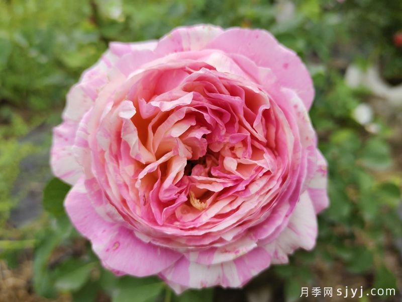 克劳德莫奈月季/莫奈Claude Monet(图1)