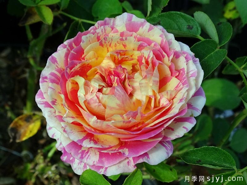 克劳德莫奈月季/莫奈Claude Monet(图3)