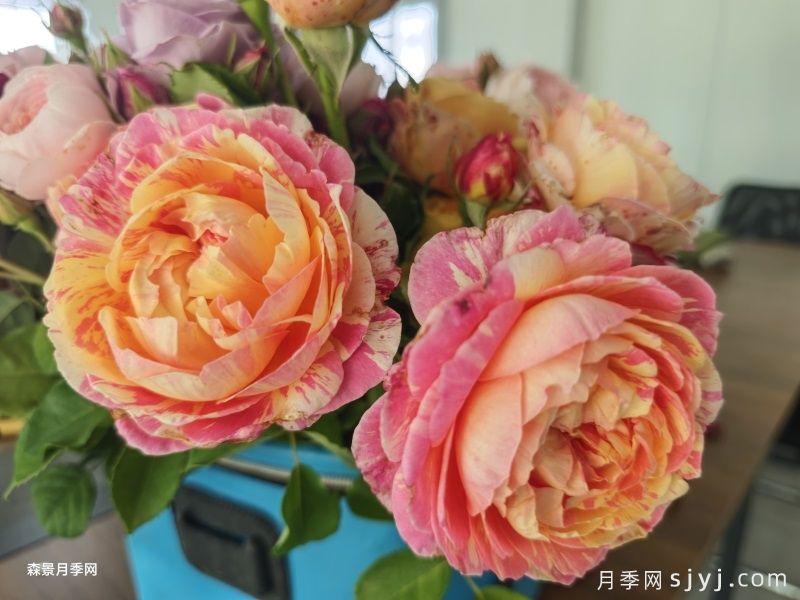 克劳德莫奈月季/莫奈Claude Monet(图5)